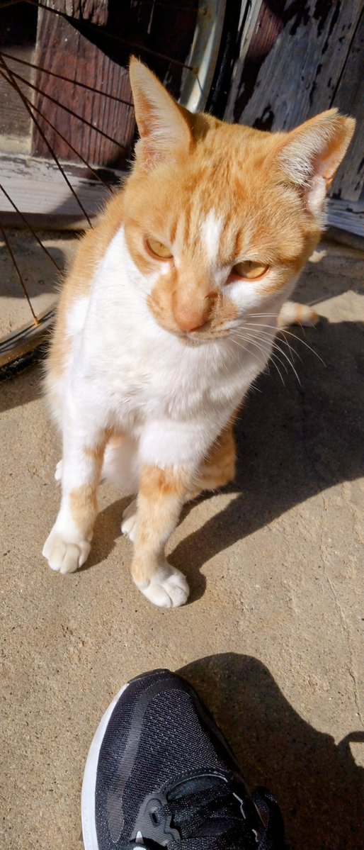 よば/Aloiz tweet media