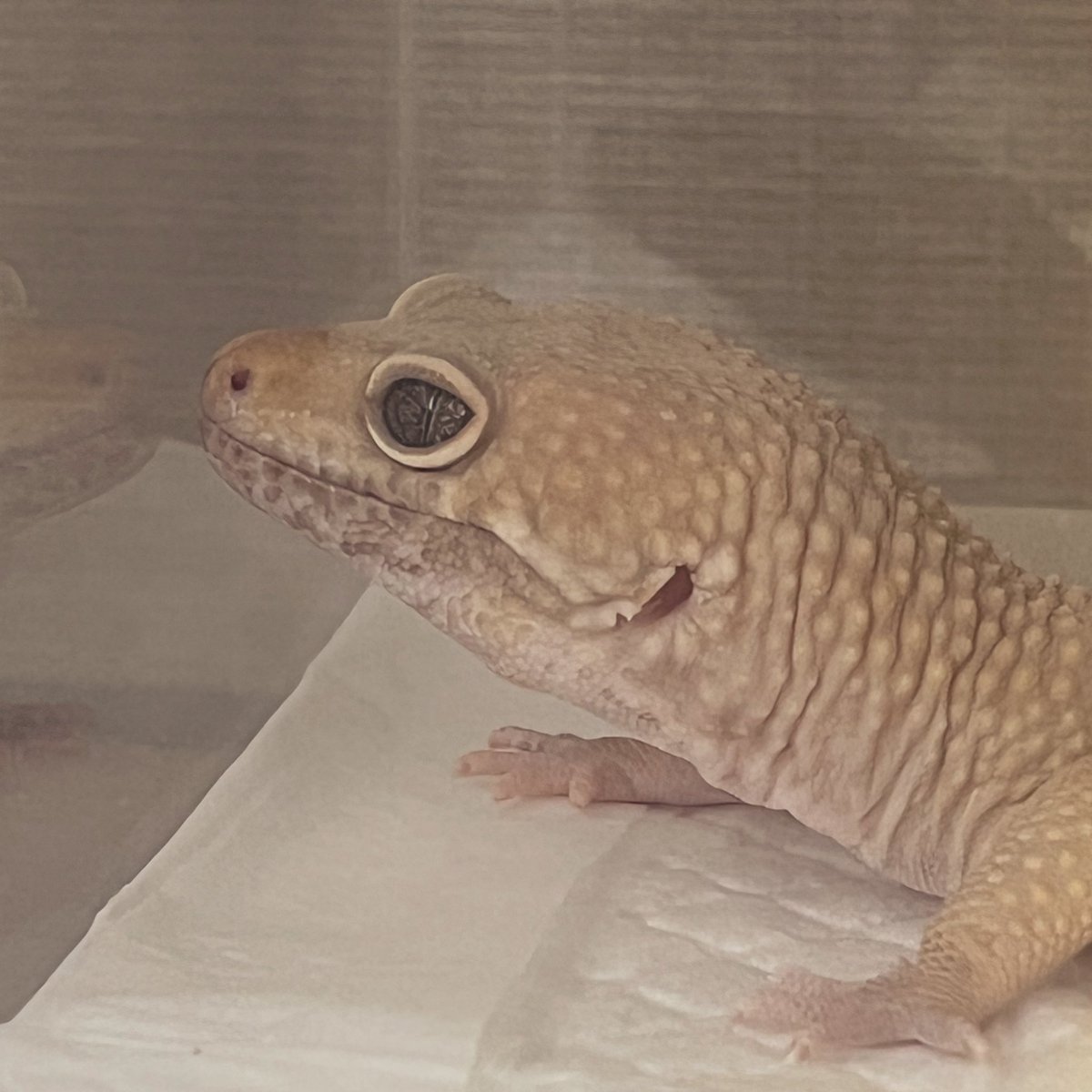 こもん tweet media