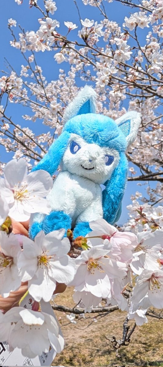 散歩道に咲いてたね~(※枝には触れていません) 