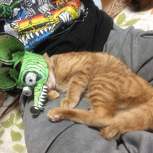 ひで手塚󠄁(点ありの塚󠄁) tweet media