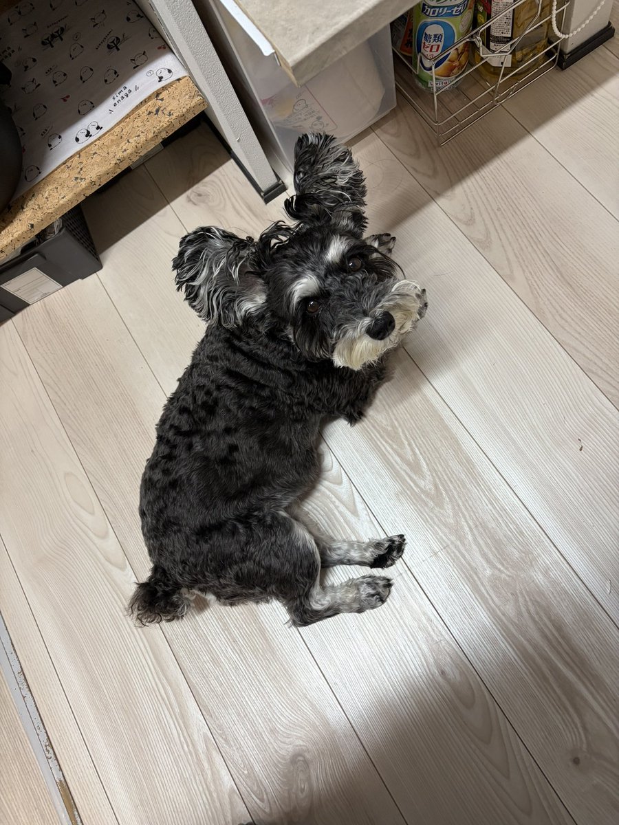 ほしみ tweet media