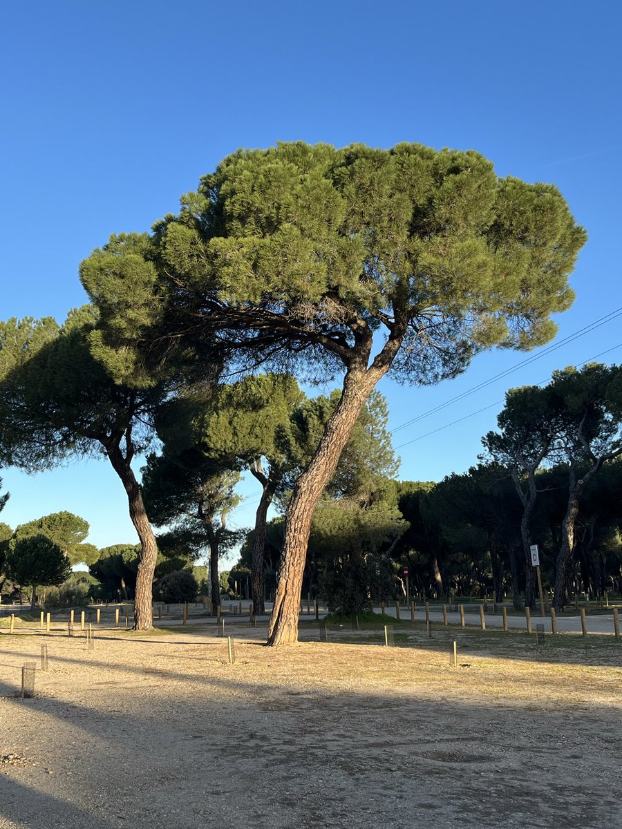 Bakinjan Palas tweet media