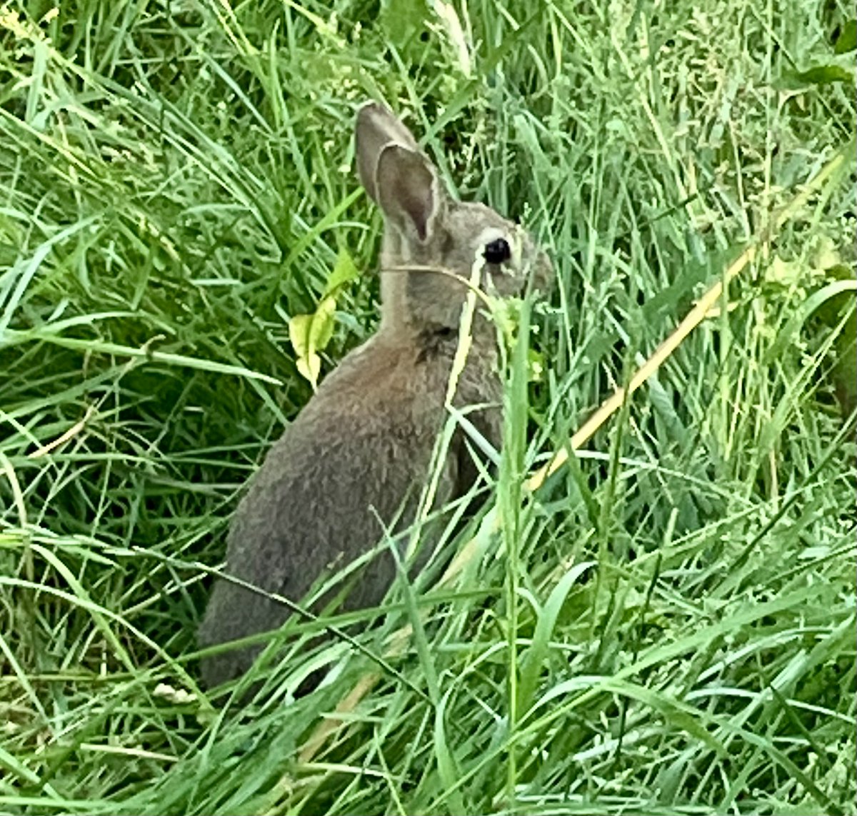 Friends of Richmond Park tweet media