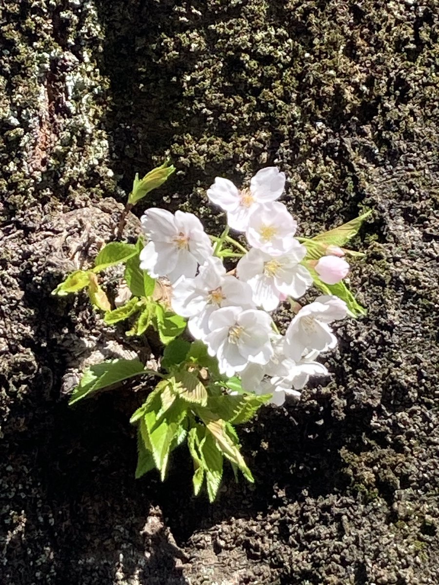 や ま っ ゅ tweet media