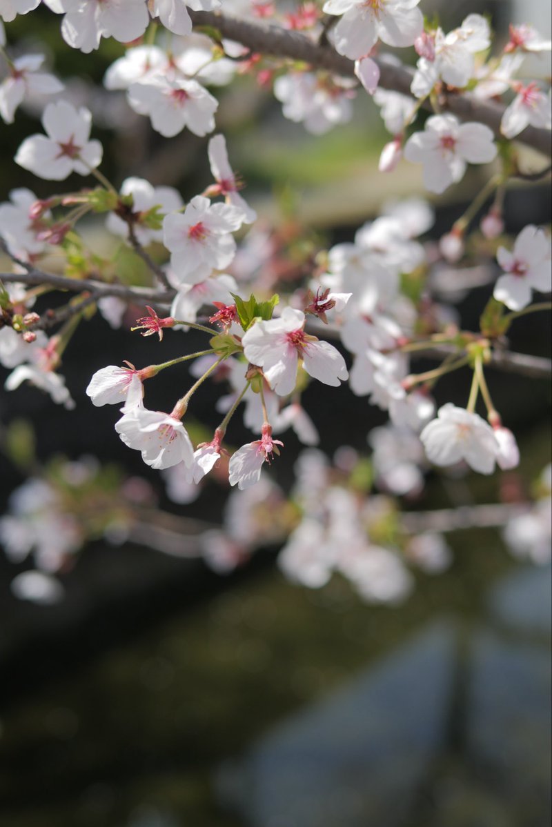 干し松茸@1113工房 tweet media