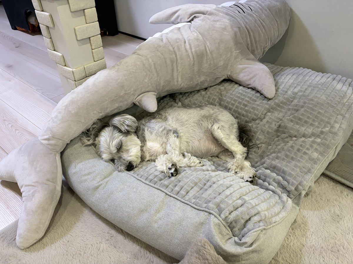 ほしみ tweet media