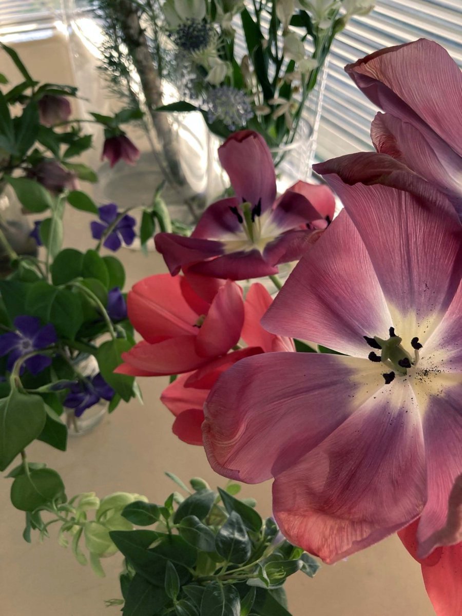 nnI9m9lZWO92038's tweet image. 春、増殖中シリーズ（番外編）🌷

チューリップ
咲ききったあとも、雰囲気あります
最後まで楽しませてくれました😃

今日もありがとうございました🌿
ゆったりと週末の夜をお過ごしください🌙