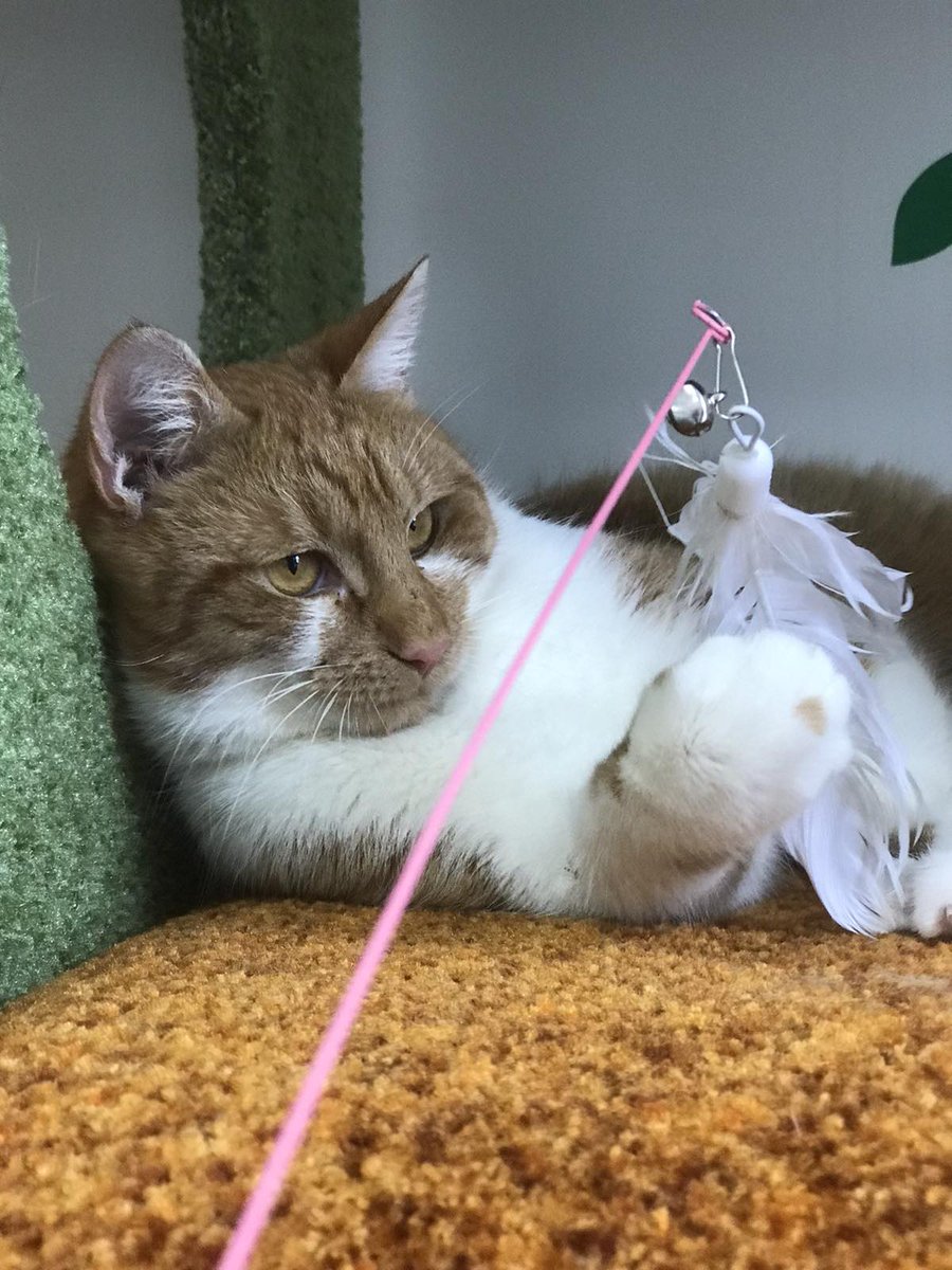binas1976's tweet photo. Котик Джуніор перебуває в котоготелі в Тернополі і чекає на переїзд в люблячу родину в Київ 
Перетримка Джуніора до 30 березня оплачена 
Далі потрібно за 20 днів перебування оплатити
Можливо буде хтось їхати з Тернополя в Київ щоб завезти котика в Київ 
https://t.co/fHuA392s5P https://t.co/DUJqwCBsib