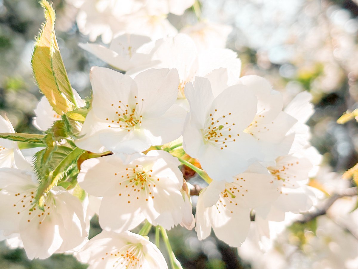 やすが tweet media