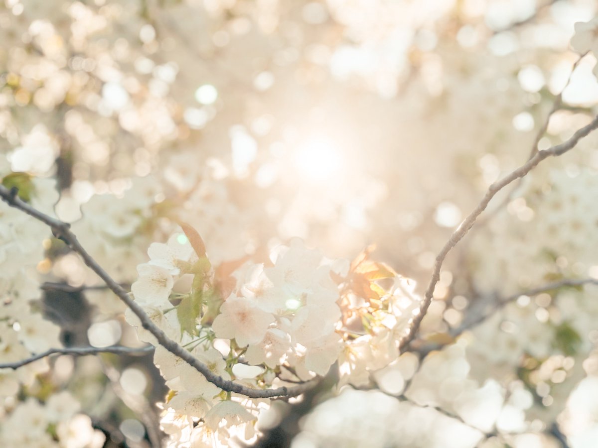 やすが tweet media