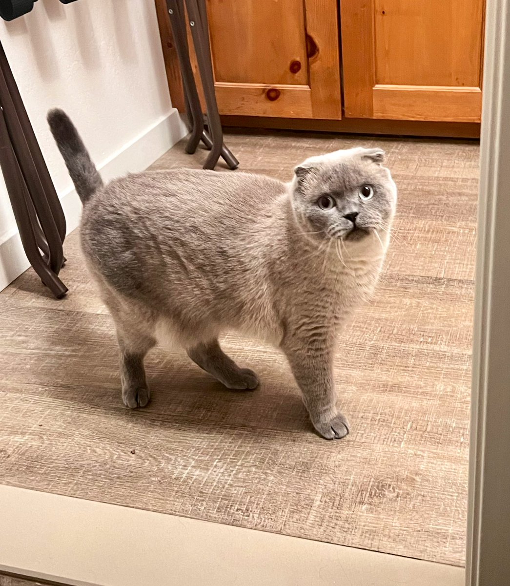 Ara (Genuine Chiller) tweet media