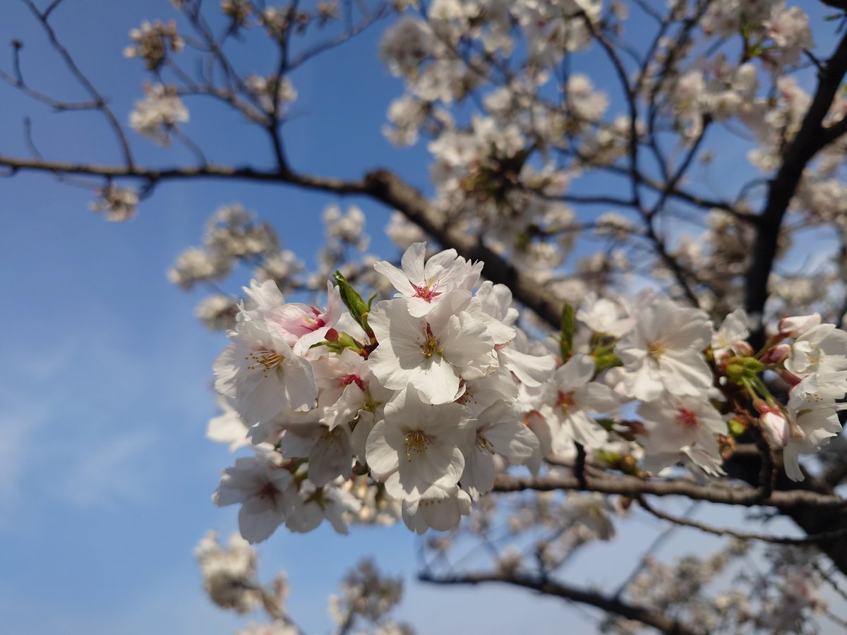 Σ(- （おど） tweet media