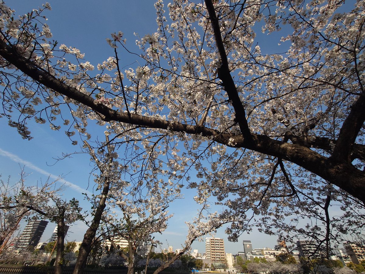 Σ(- （おど） tweet media