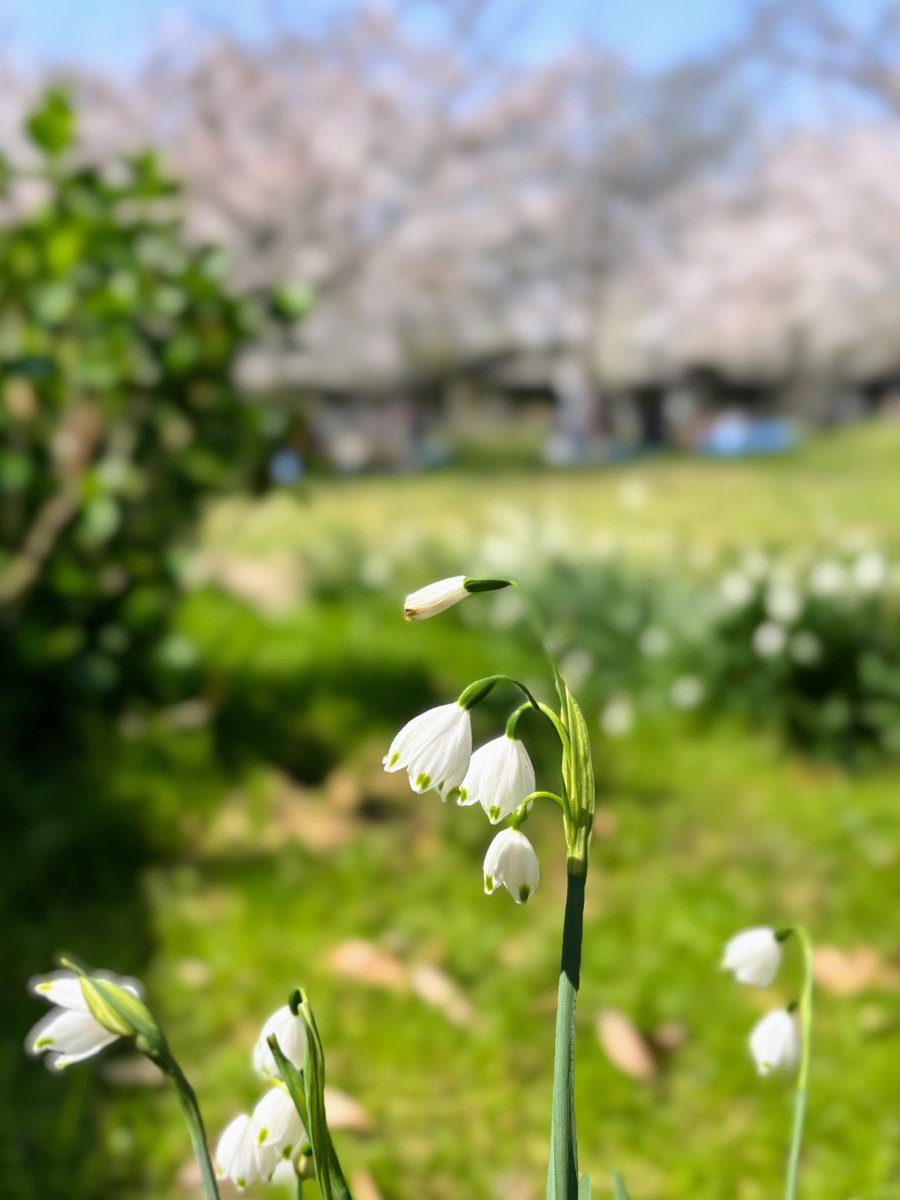 cresosaka's tweet photo. 今日はお花見日和
まずは花より団子🍡
住吉公園は春休みの子供たちと、お花見の宴会の人々でにぎやか😊
住吉大社の桜は若い苗木も多く、ところどころ静かにひっそりと咲いています🌸 https://t.co/iVYNV8BqUb