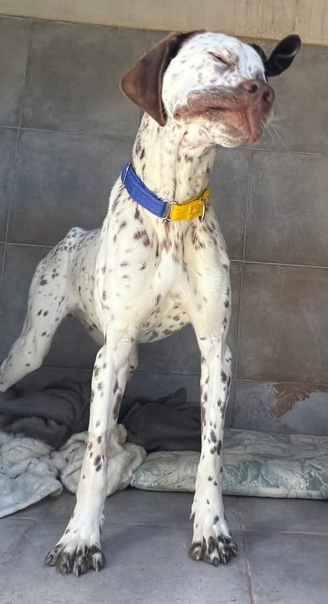 Galgos del Sol tweet media