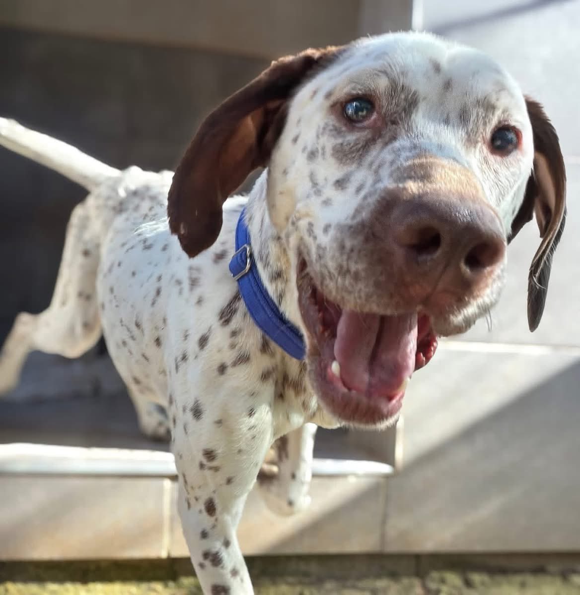 Galgos del Sol tweet media