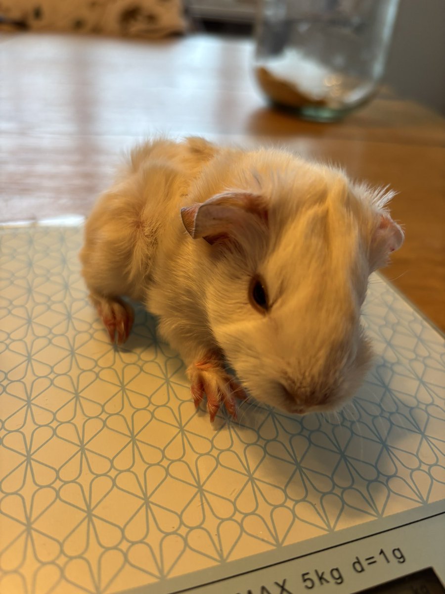 La Maison Des Chons 💪🦀 tweet media