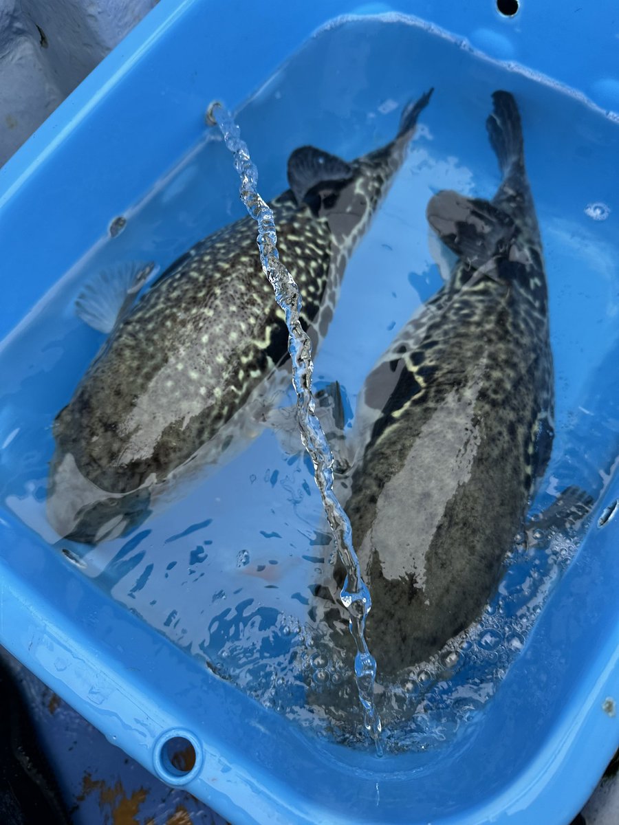 タナカの田中による船釣り日記 tweet media