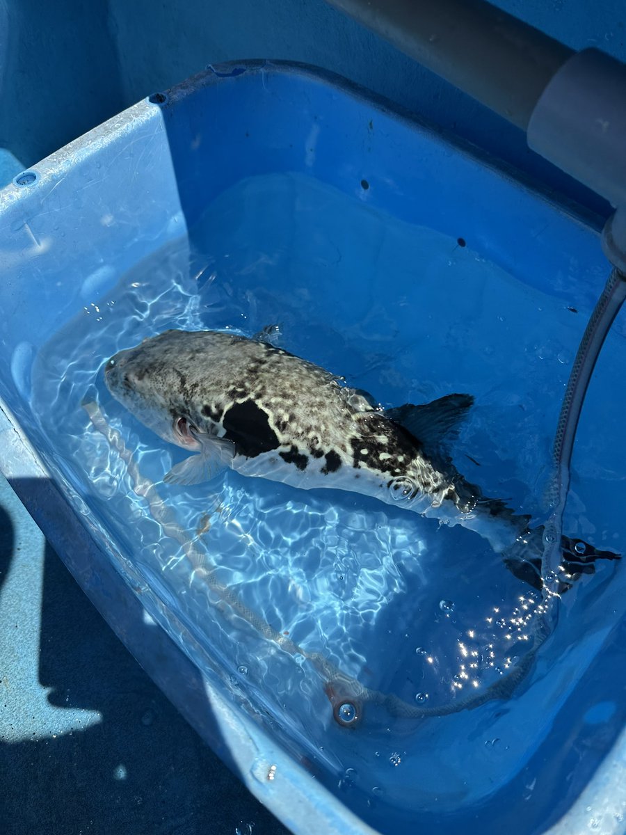 タナカの田中による船釣り日記 tweet media