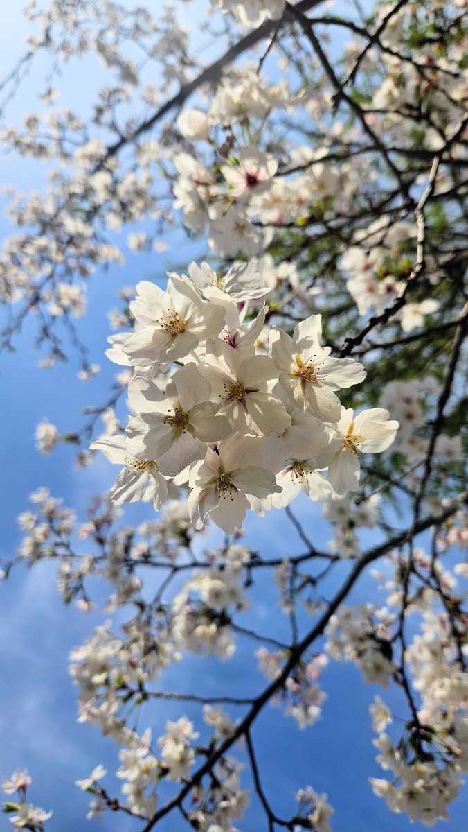 𝐻𝑎𝑟𝑢𝑛𝑎. tweet media