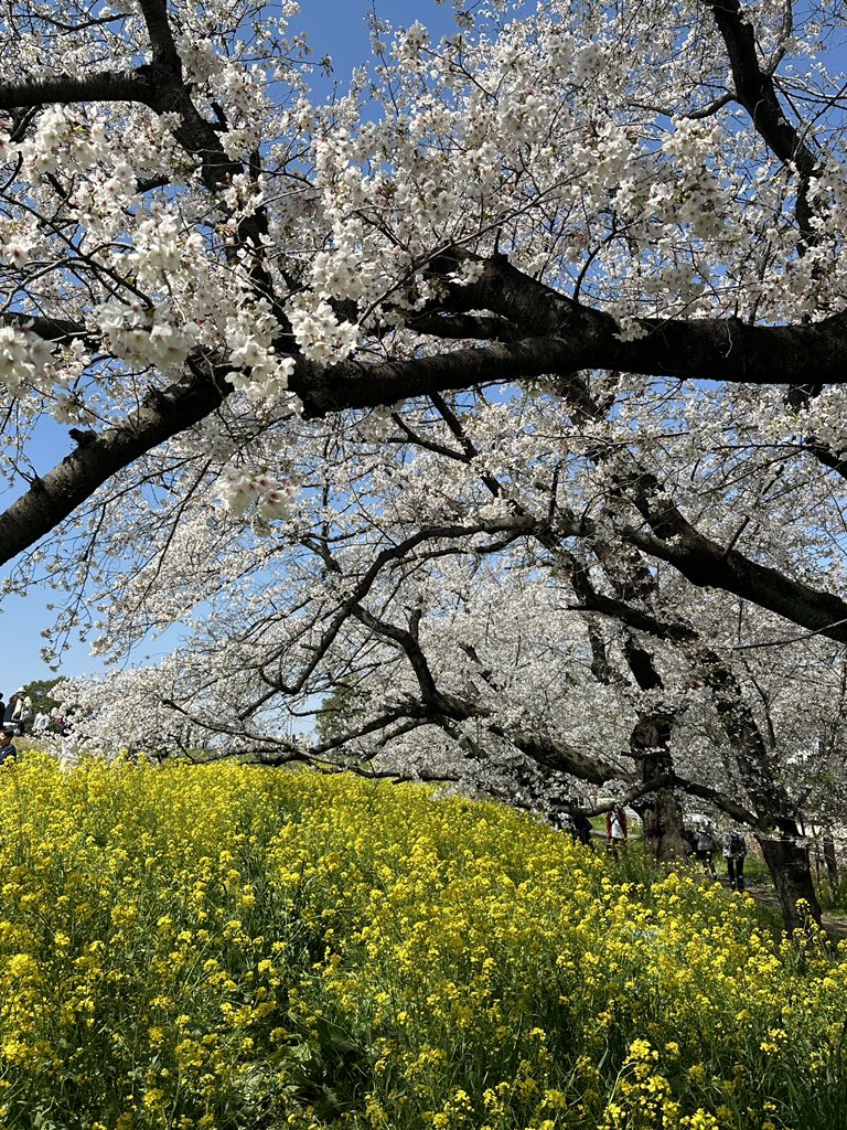 サーヤ tweet media