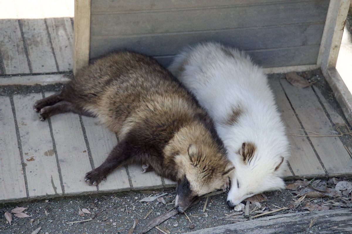 狐仙人乃弟子 トコノ オルタ tweet media