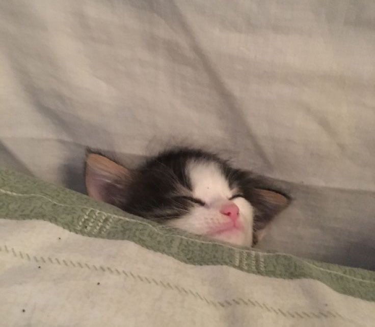 Opulence_crypto1 tweet media