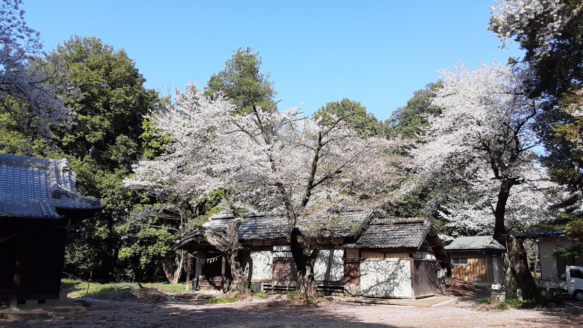 そらのムタ tweet media