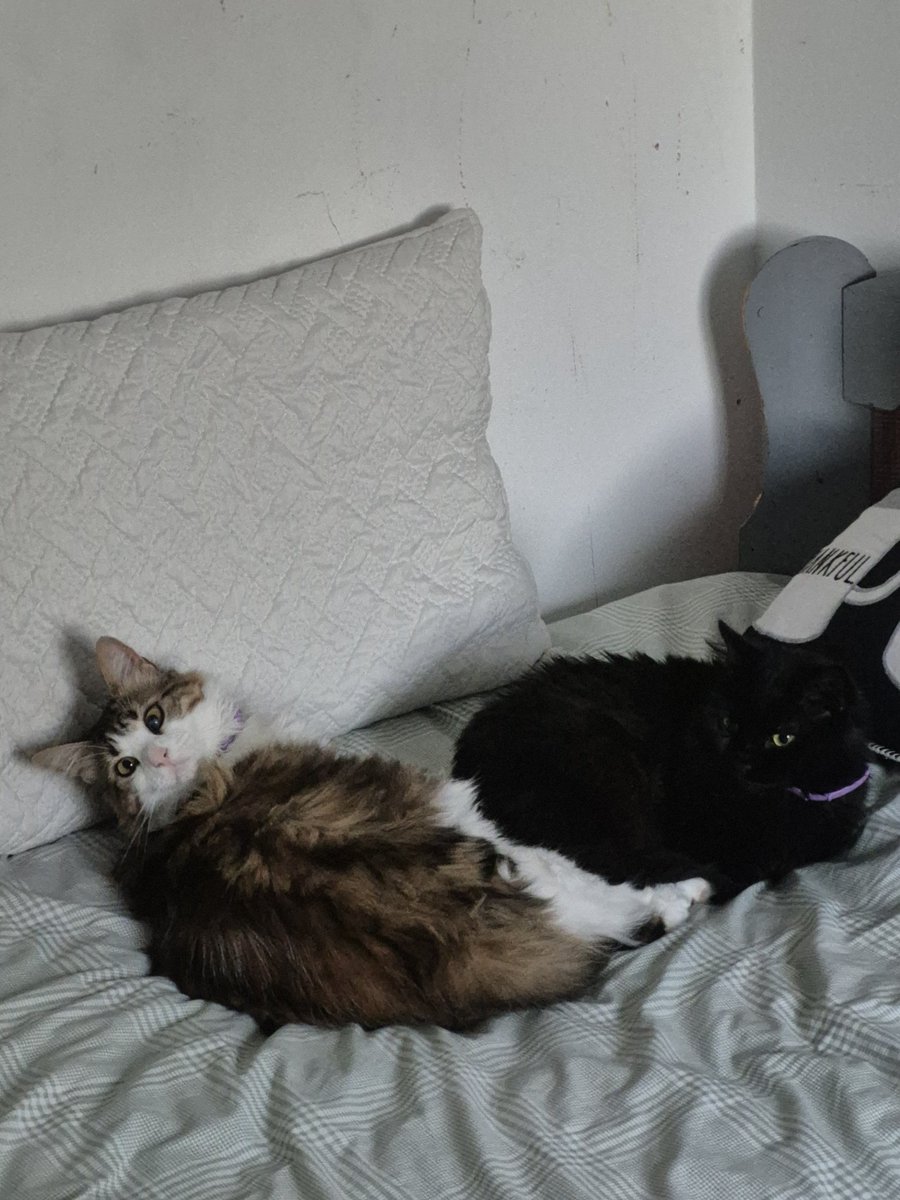 RÆVENBŒLT Ω FCB🐊NYG tweet media