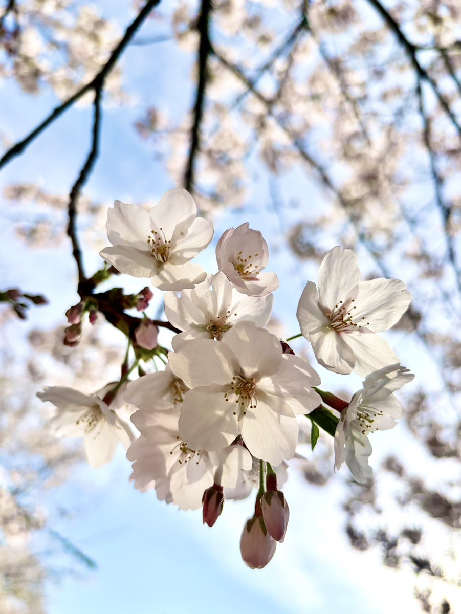 YUkiTo_PrinCE's tweet photo. 間に合った！！

奇跡的に上手く撮れた🌸(加工はした) https://t.co/kvkgPRJ5tw