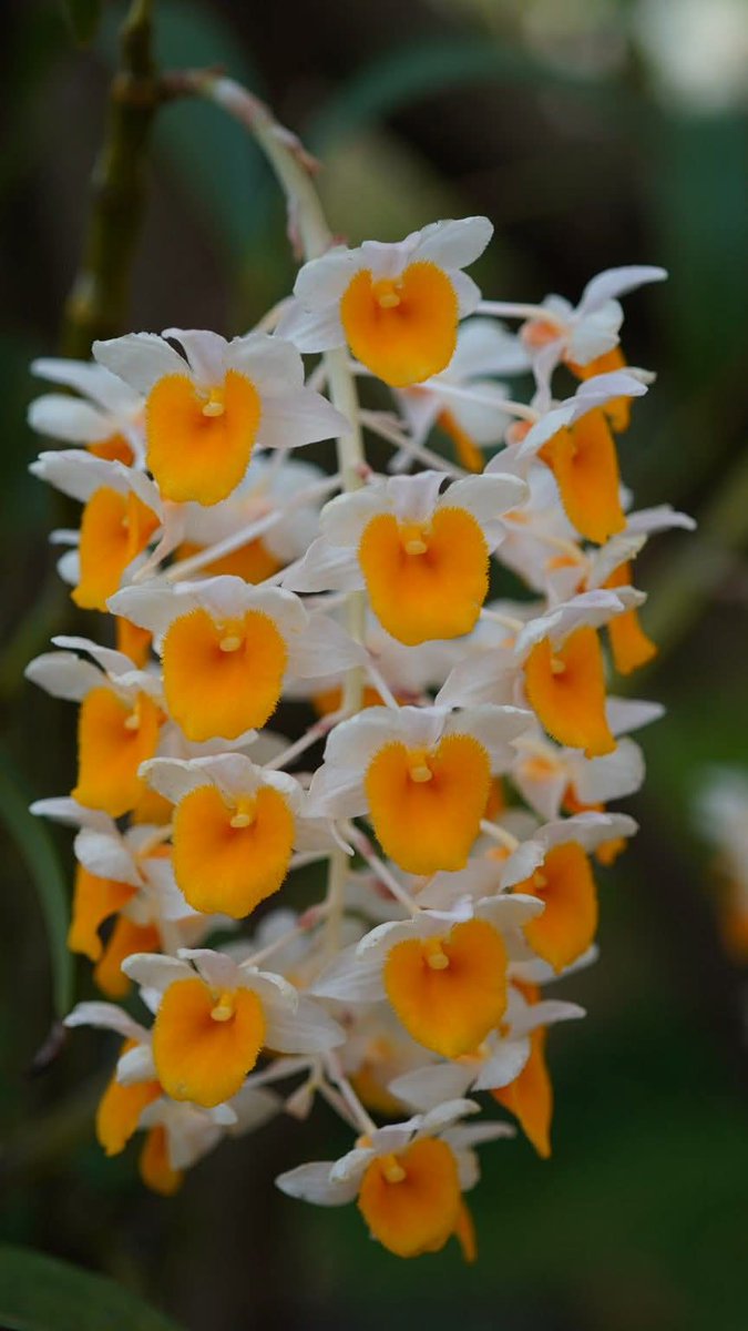 องค์การสวนพฤกษศาสตร์ tweet media