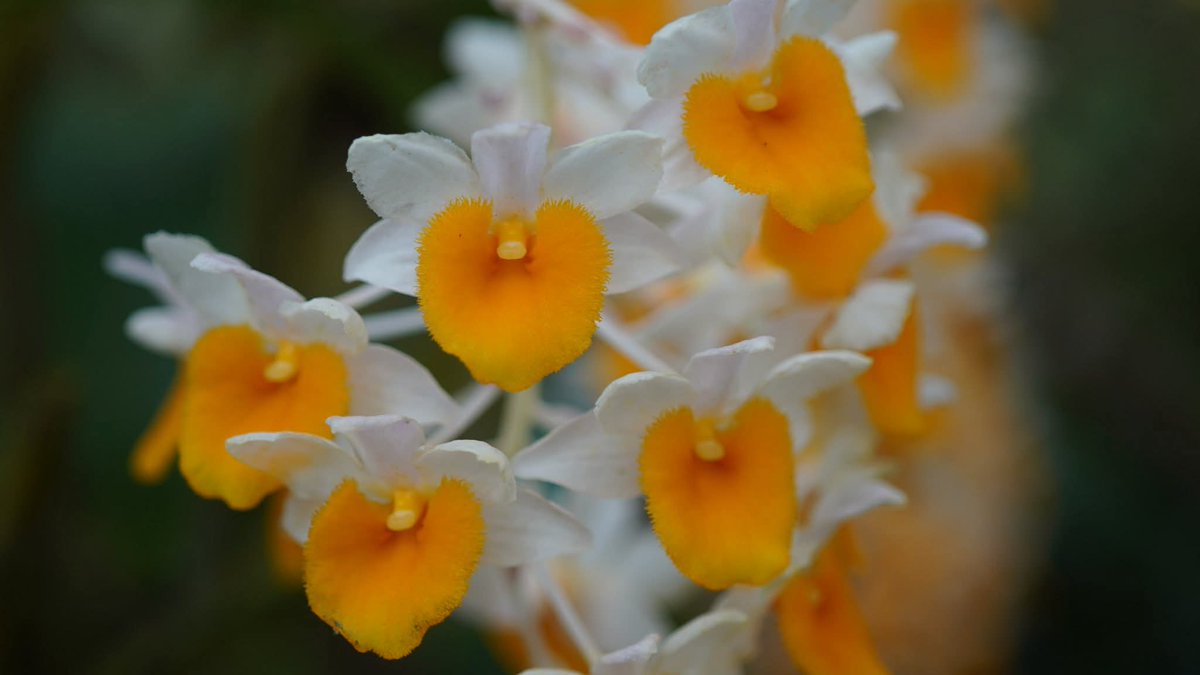 องค์การสวนพฤกษศาสตร์ tweet media