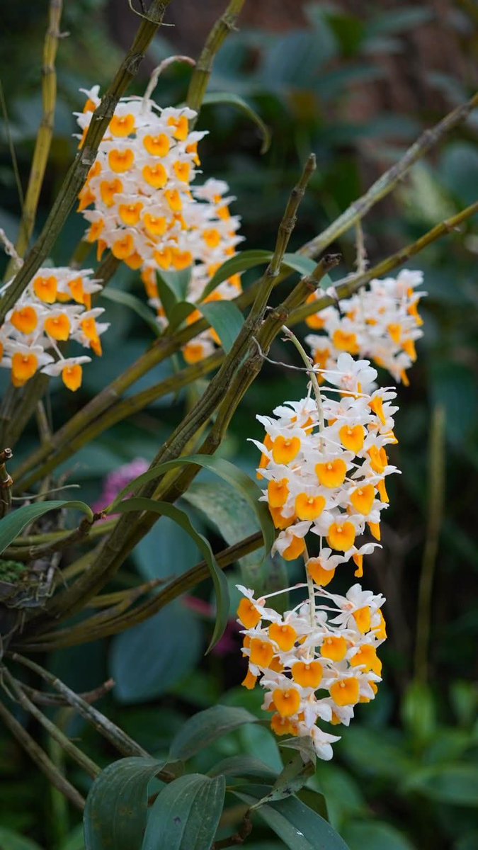 องค์การสวนพฤกษศาสตร์ tweet media