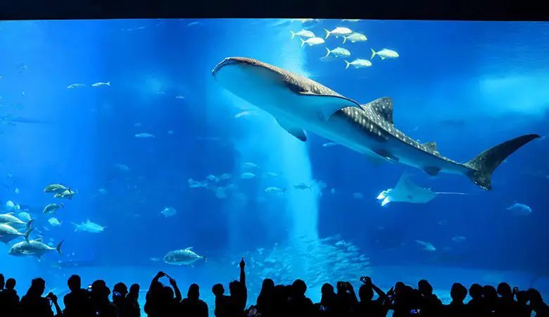 🇯🇵星空音夢🇯🇵チーズ警察👮 tweet media