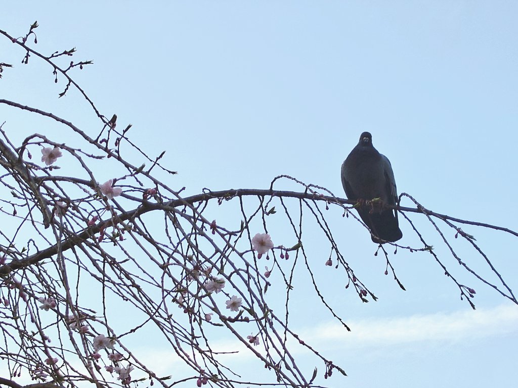 Σ(- （おど） tweet media