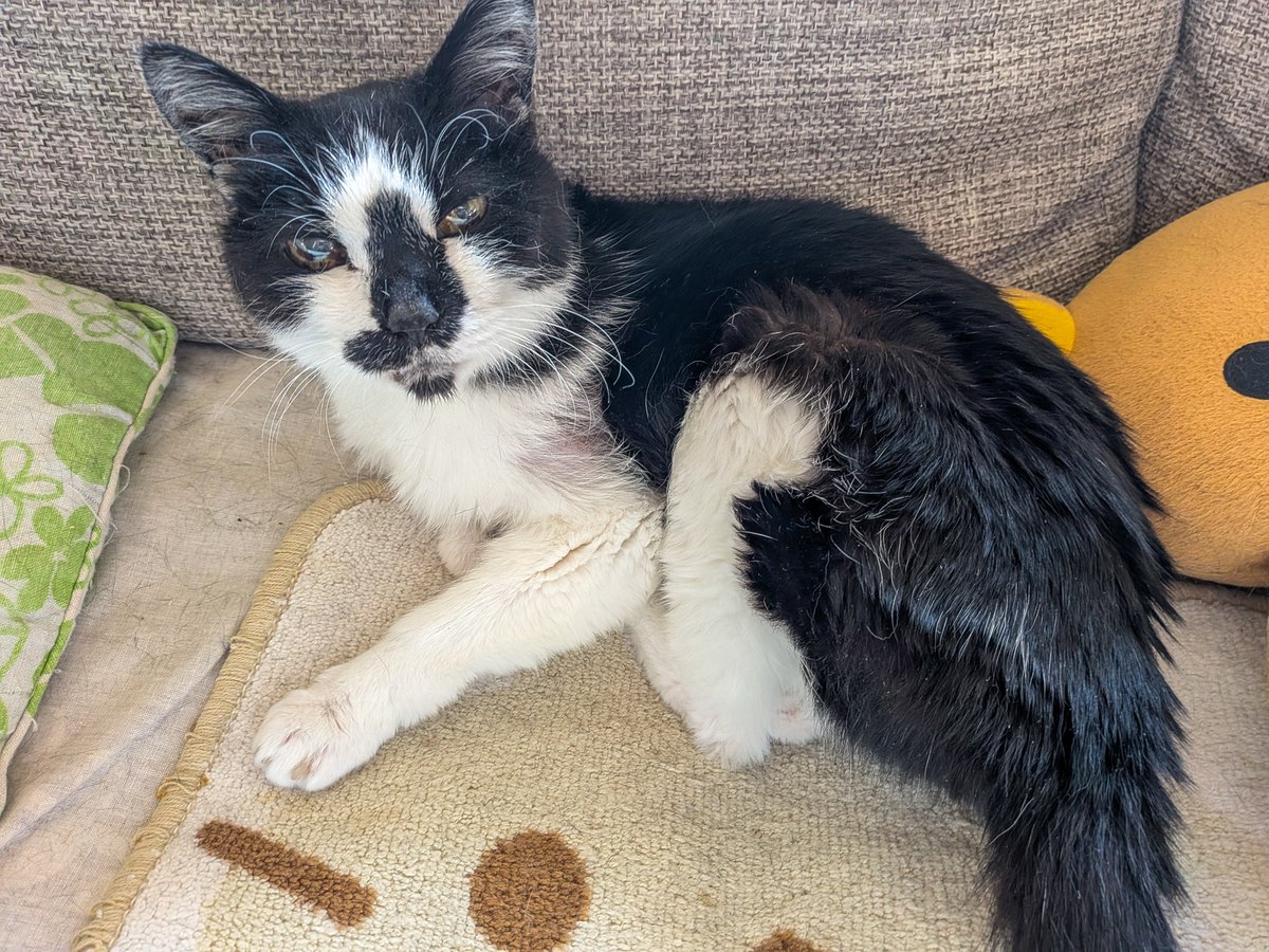 標準野郎 tweet media