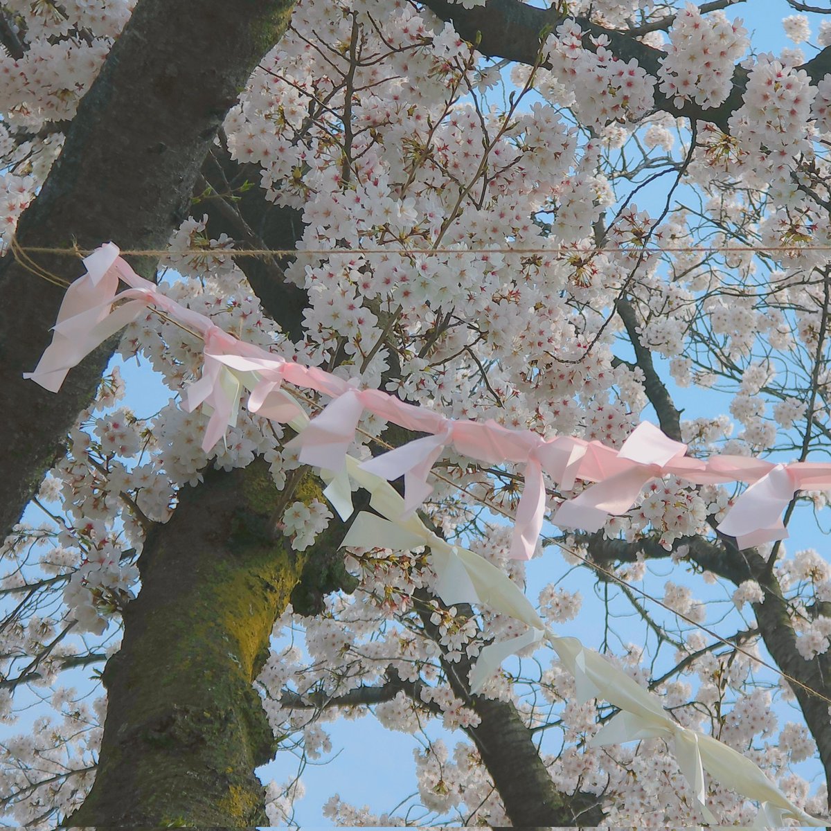 늘랭밥🍥 tweet media