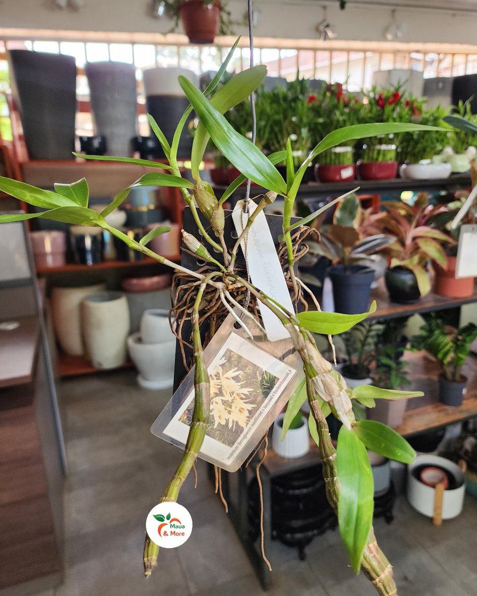 Maua & More tweet media