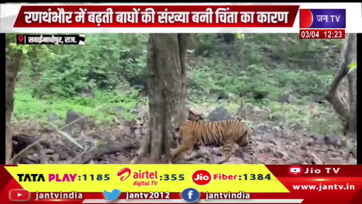 JANTV2012's tweet photo. Sawai Madhopur Raj News | रणथंभौर में बढ़ती बाघों की संख्या बनी चिंता का कारण | JAN TV
https://t.co/PX2GfBwUxR
#SawaiMadhopur #Ranthambore #RanthamboreTigerReserve #Tiger #TigerPopulation #WildlifeNews #ForestDepartment #WildlifeConservation #SaveTiger #RajasthanNews #BreakingNews #Environment #Nature #IndiaNews #LatestNews #NewsUpdate #TrendingNow #ViralNews #HindiNews #JANtv #RajNews #Jantv_vkj