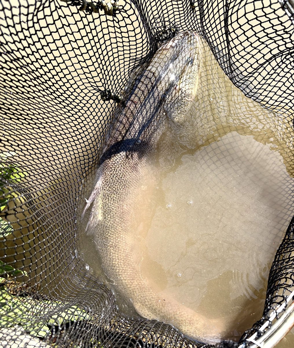 ゆーきん@釣りをする人 tweet media