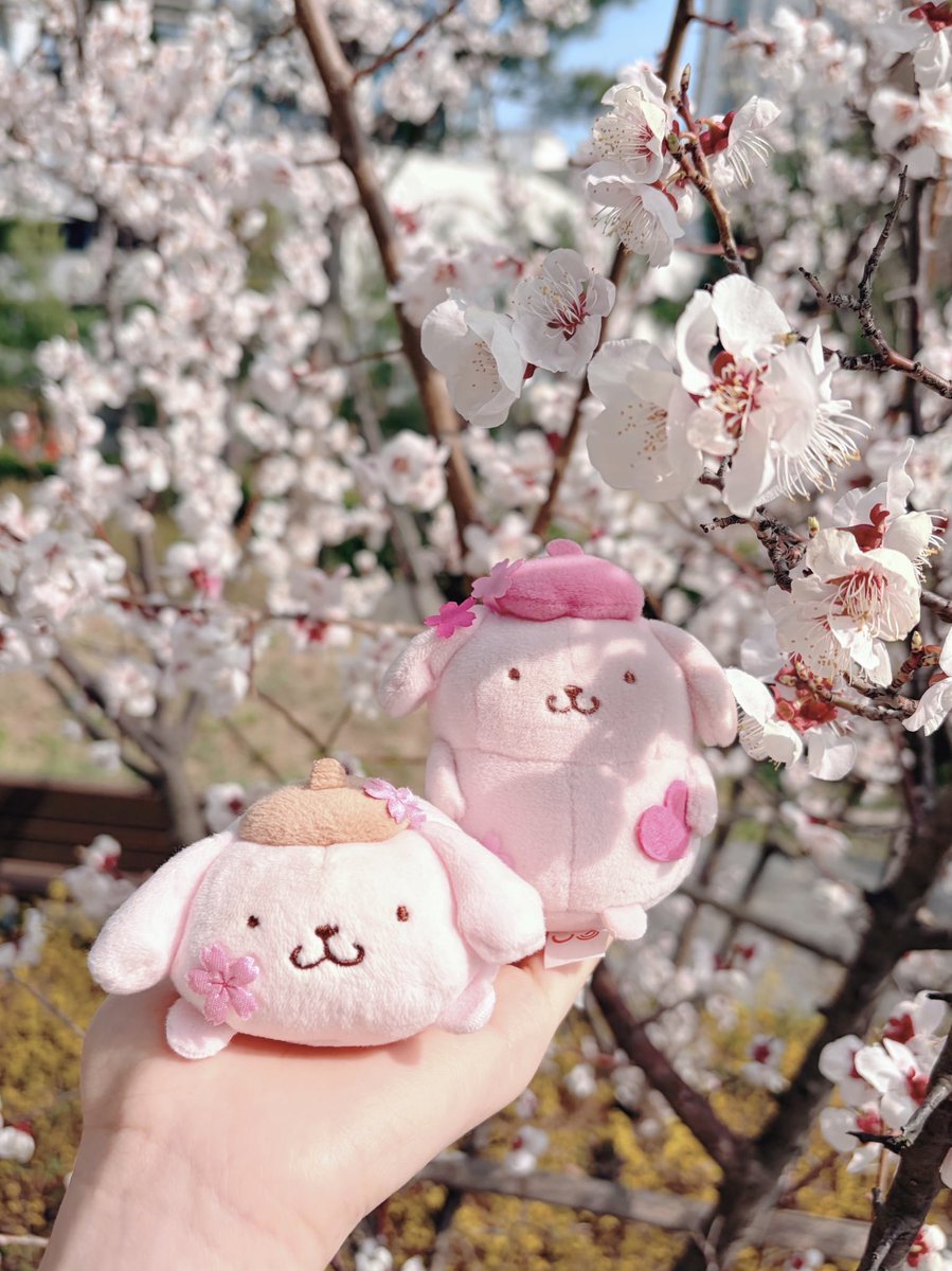 🌸🌸🌸