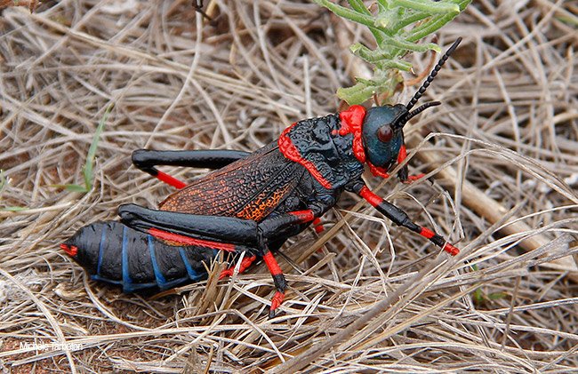 Arcana Oceanis lagi PO | Asta Ebrahim tweet media