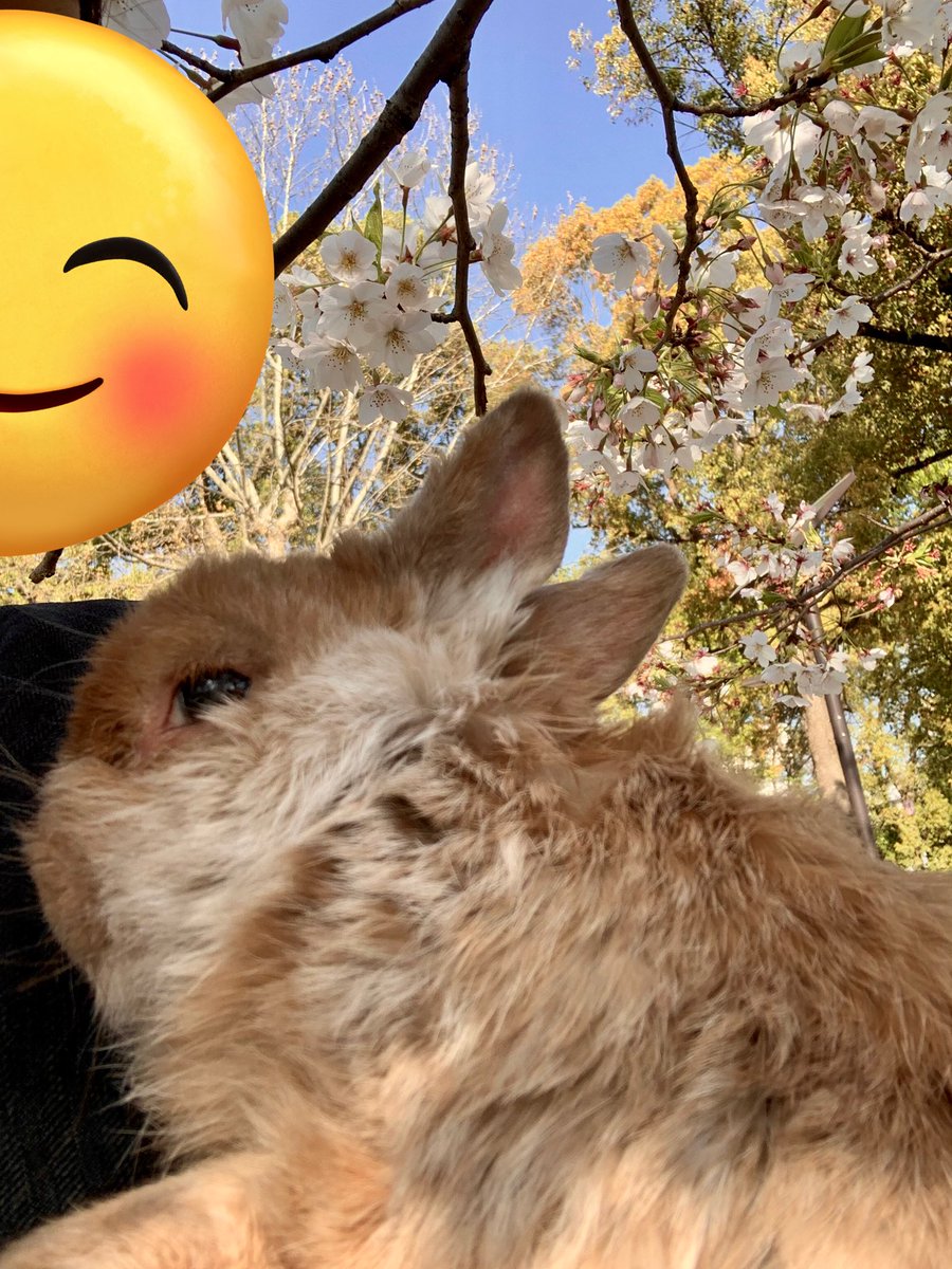 リコッタッタ🍒🧙🦁🐰💚❤️ tweet media