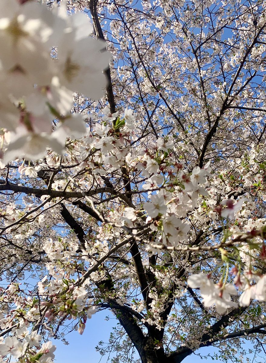 リコッタッタ🍒🧙🦁🐰💚❤️ tweet media