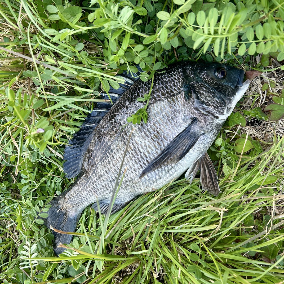 えふぺん tweet media