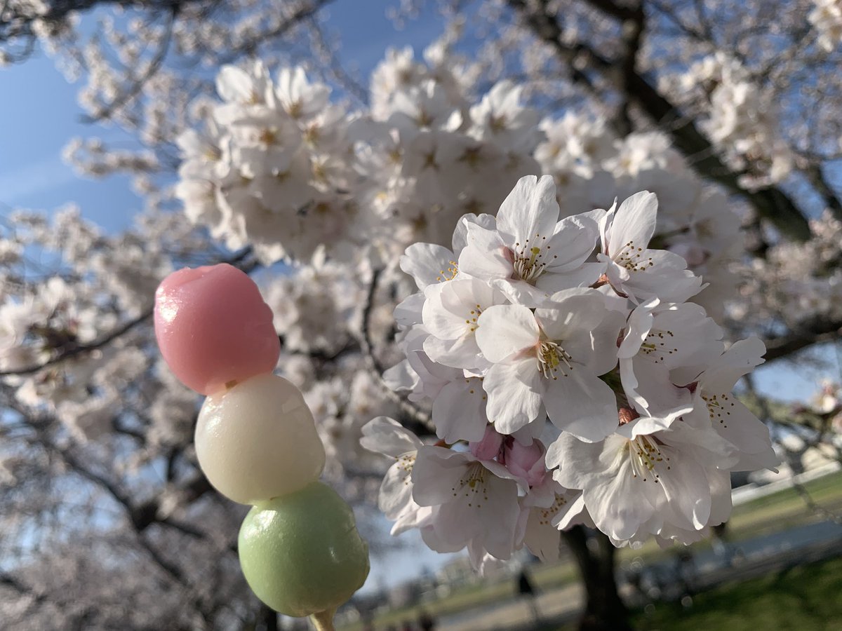 GEPAI_2's tweet photo. 花見してきた🌸 https://t.co/YnXjpIc7hj
