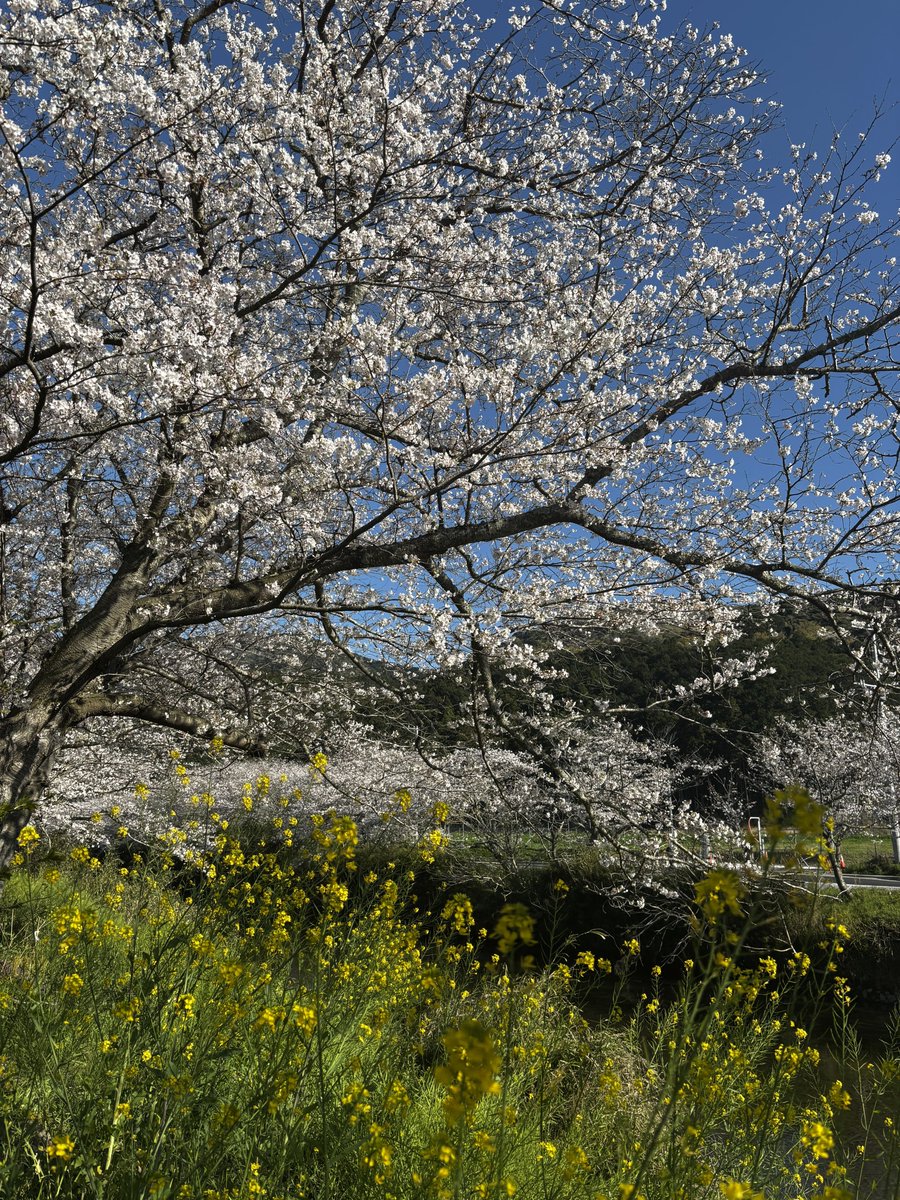 こうもりちゃん🦇💕 tweet media