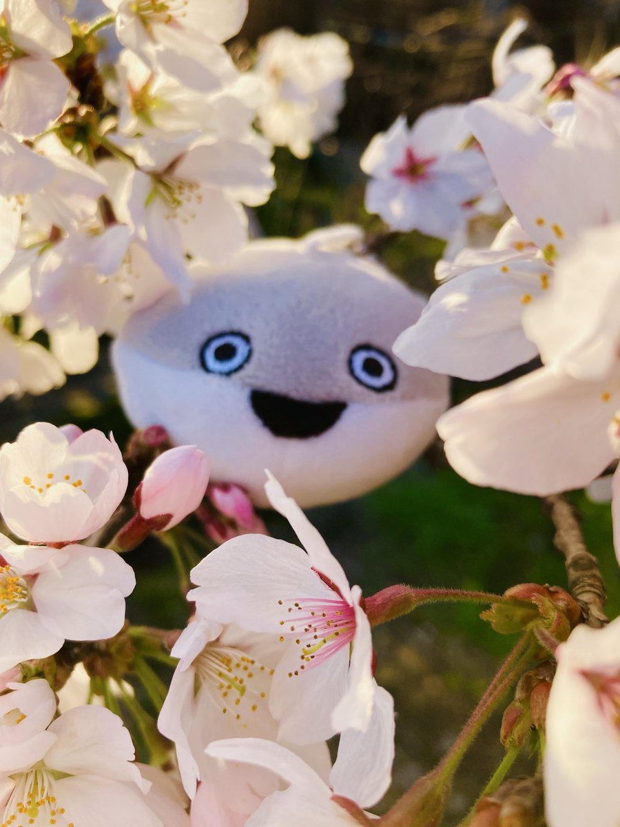 カマ🗻 tweet media