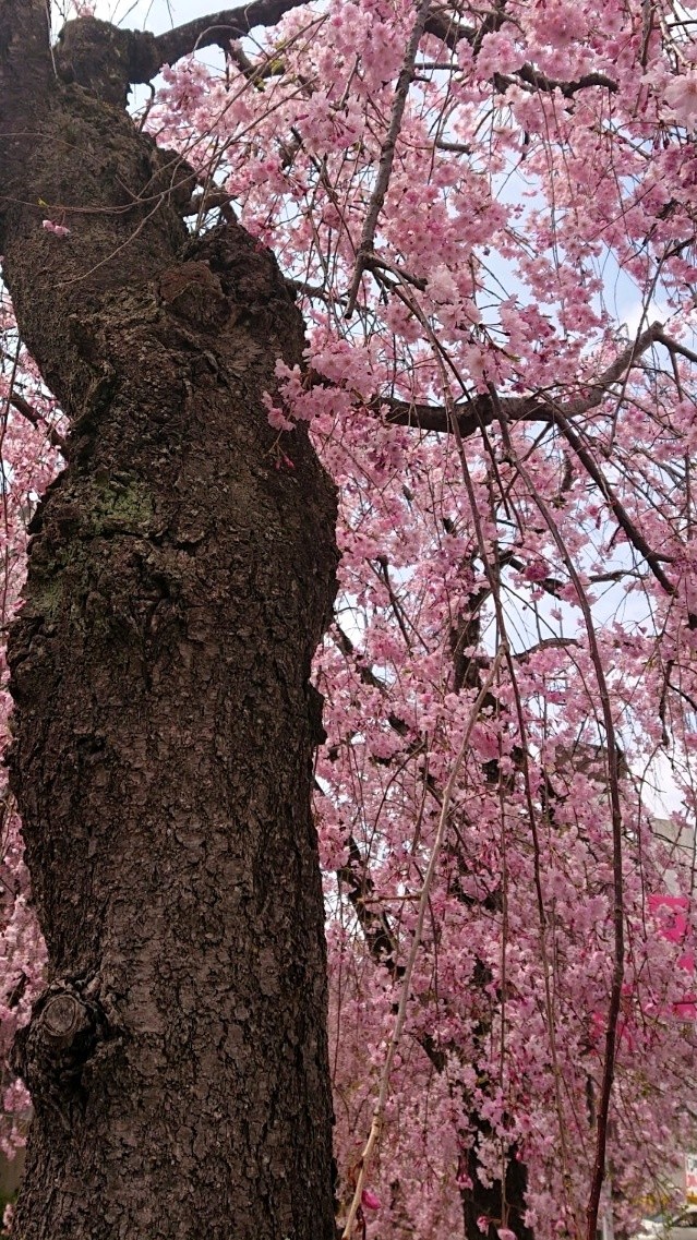 Yukkie🌸Yukko tweet media