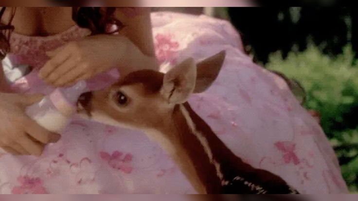 softly magical°🦢♡ tweet media